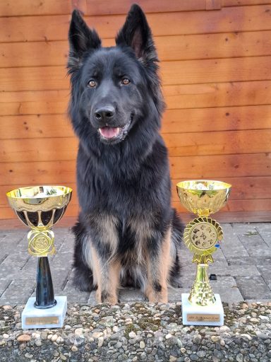 ARCD Winner, German All Stars Winner, Europa Sieger, Nationaler, Internationaler Champion