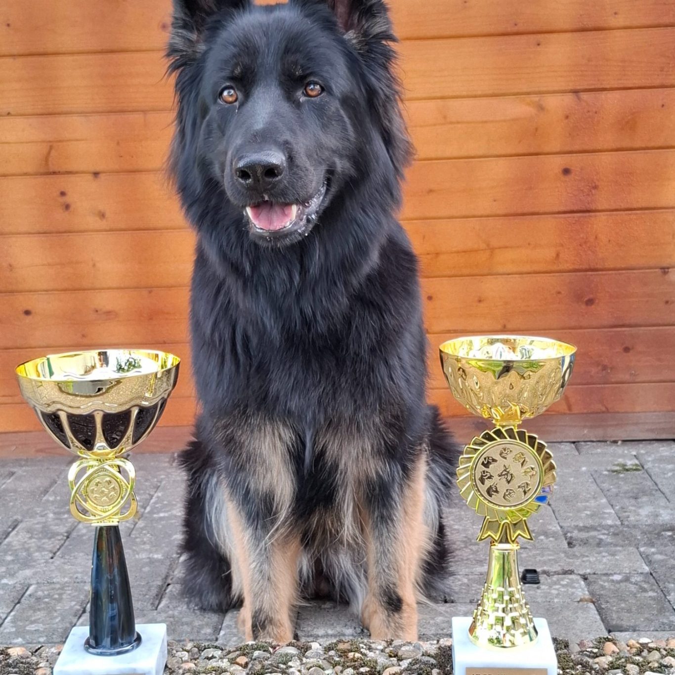ARCD Winner Cup Sehr gut 1, German All Stars Cup V1, Europa Sieger V1